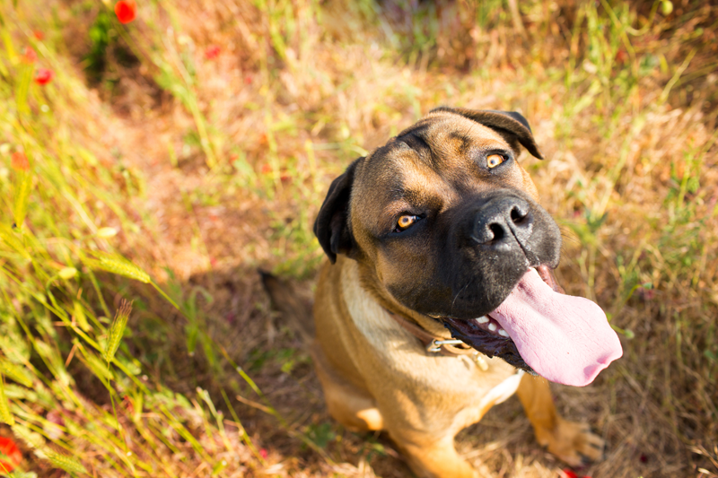 Pitt bull sticking tongue out