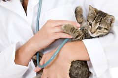 Cat Exam Cat Exam