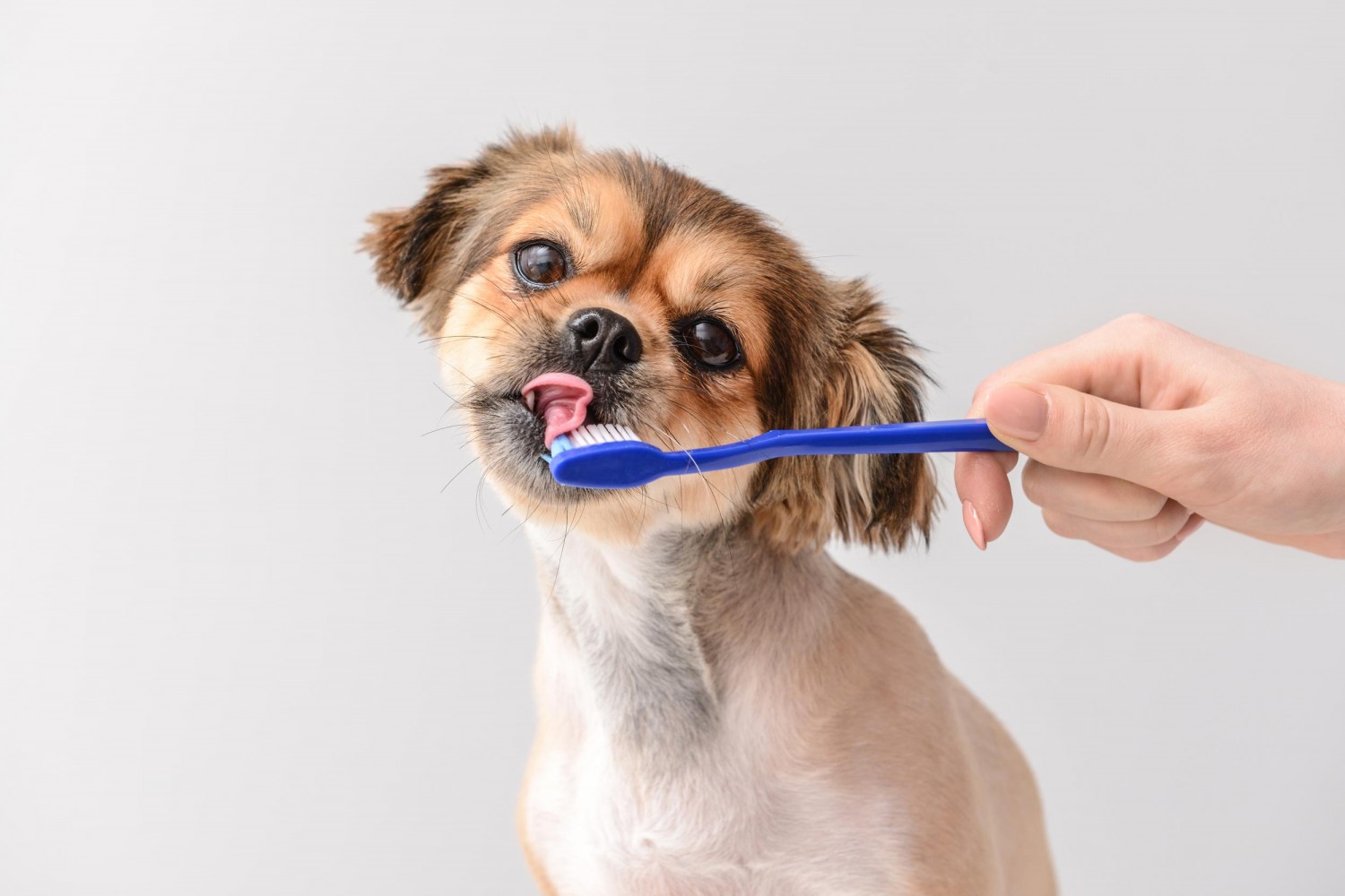 dog with toothbrush